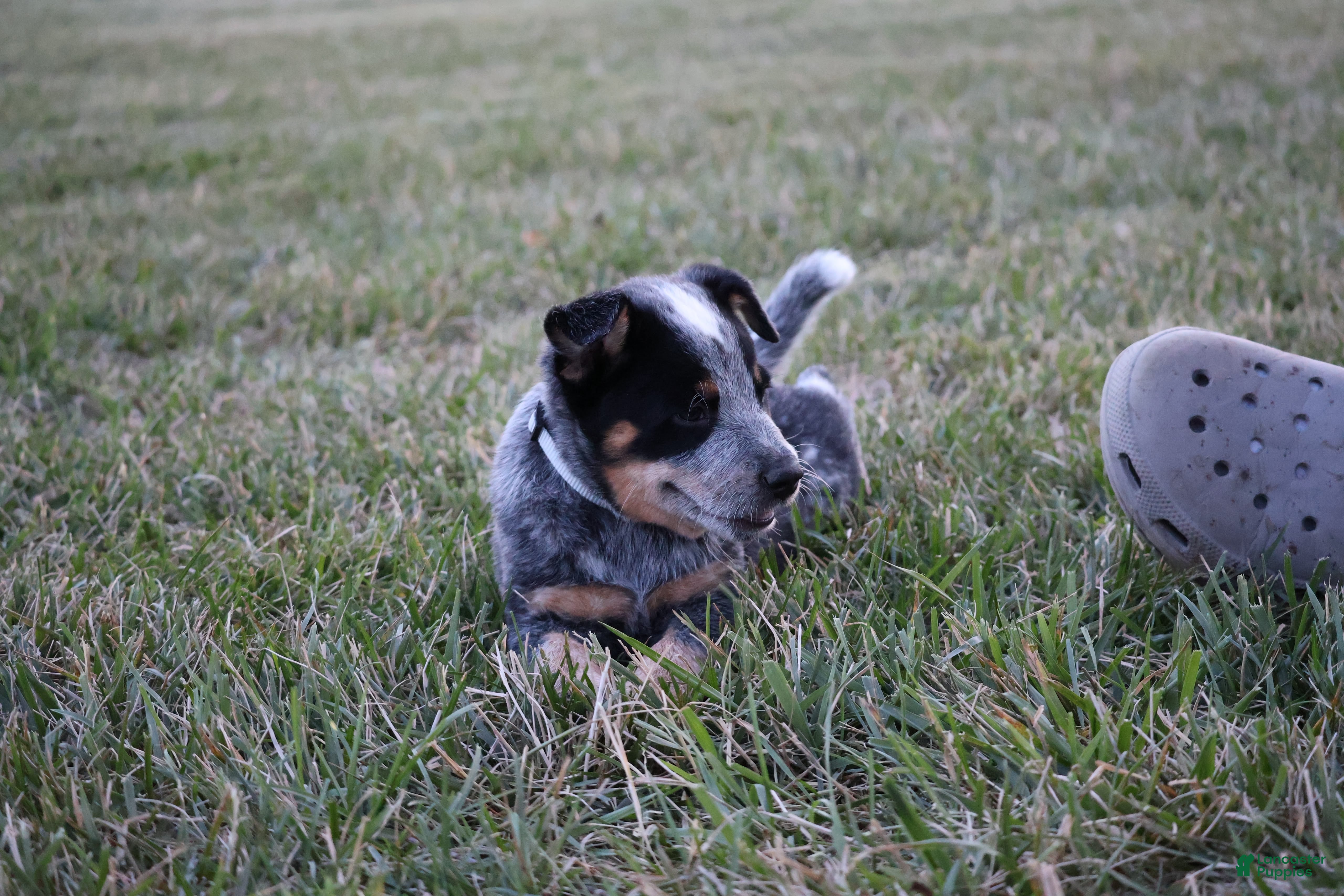 Australian Cattle Dog dogs Daisy - Ad 2