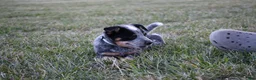 Australian Cattle Dog dogs for sale: Daisy - Ad 2