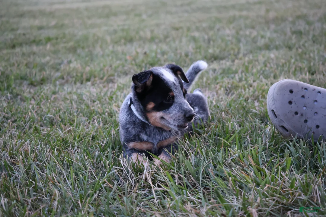 Australian Cattle Dog dogs for sale: Daisy - Ad 2