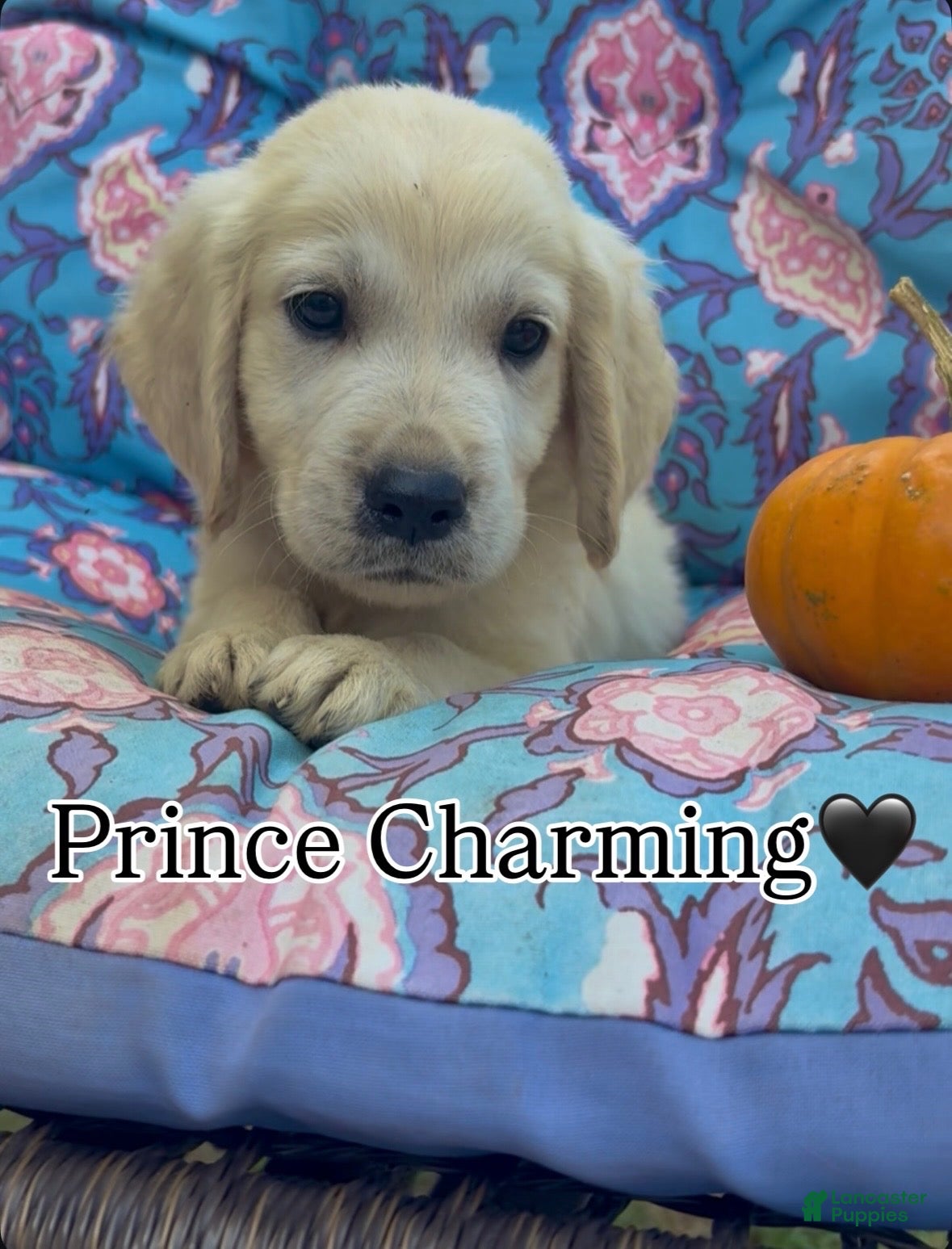 Golden Retriever dogs Prince Charming - Ad 30
