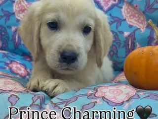 Golden Retriever dogs Prince Charming - Ad 30