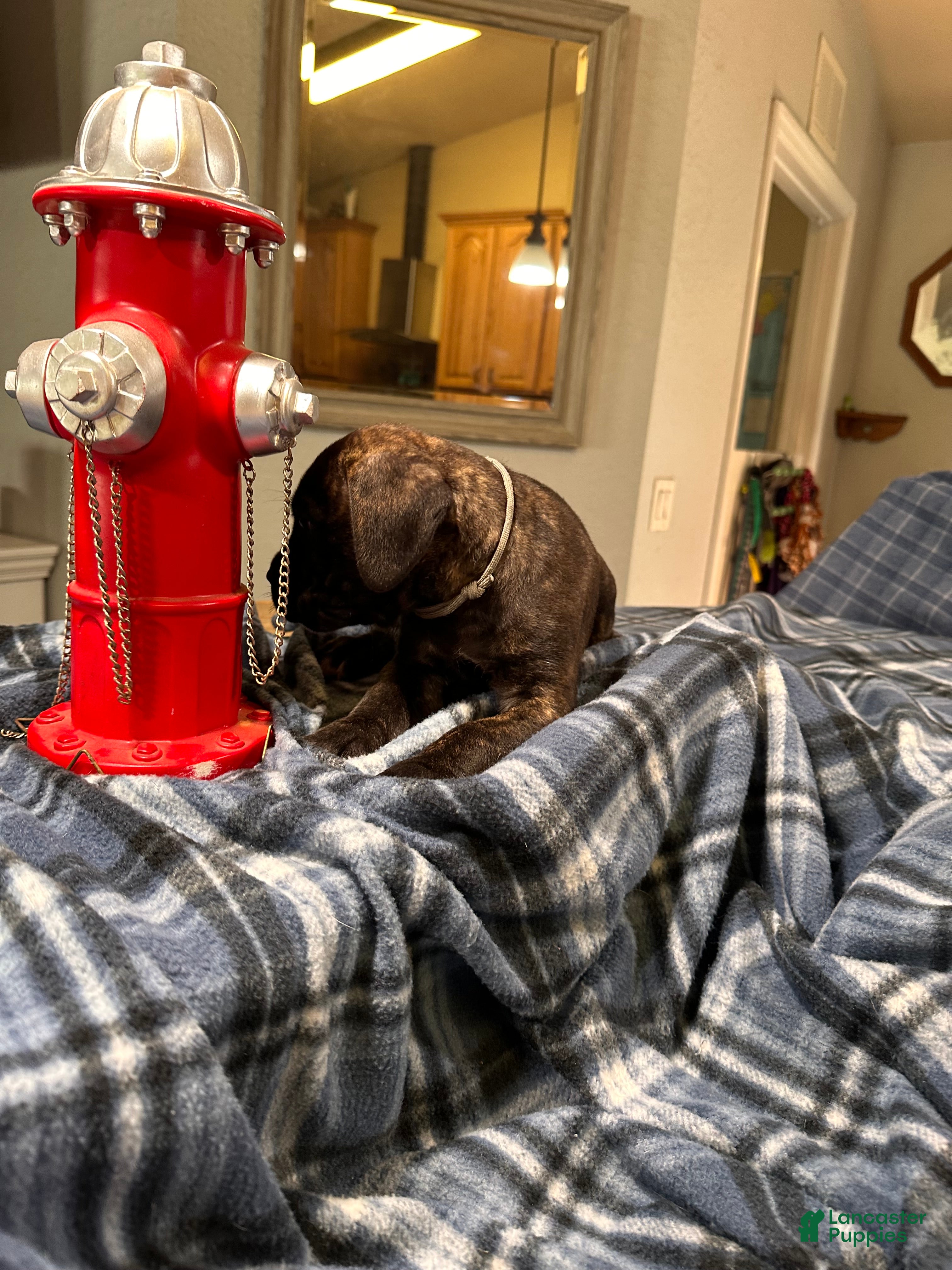 Cane Corso dogs Clyde black brindle - Ad 2