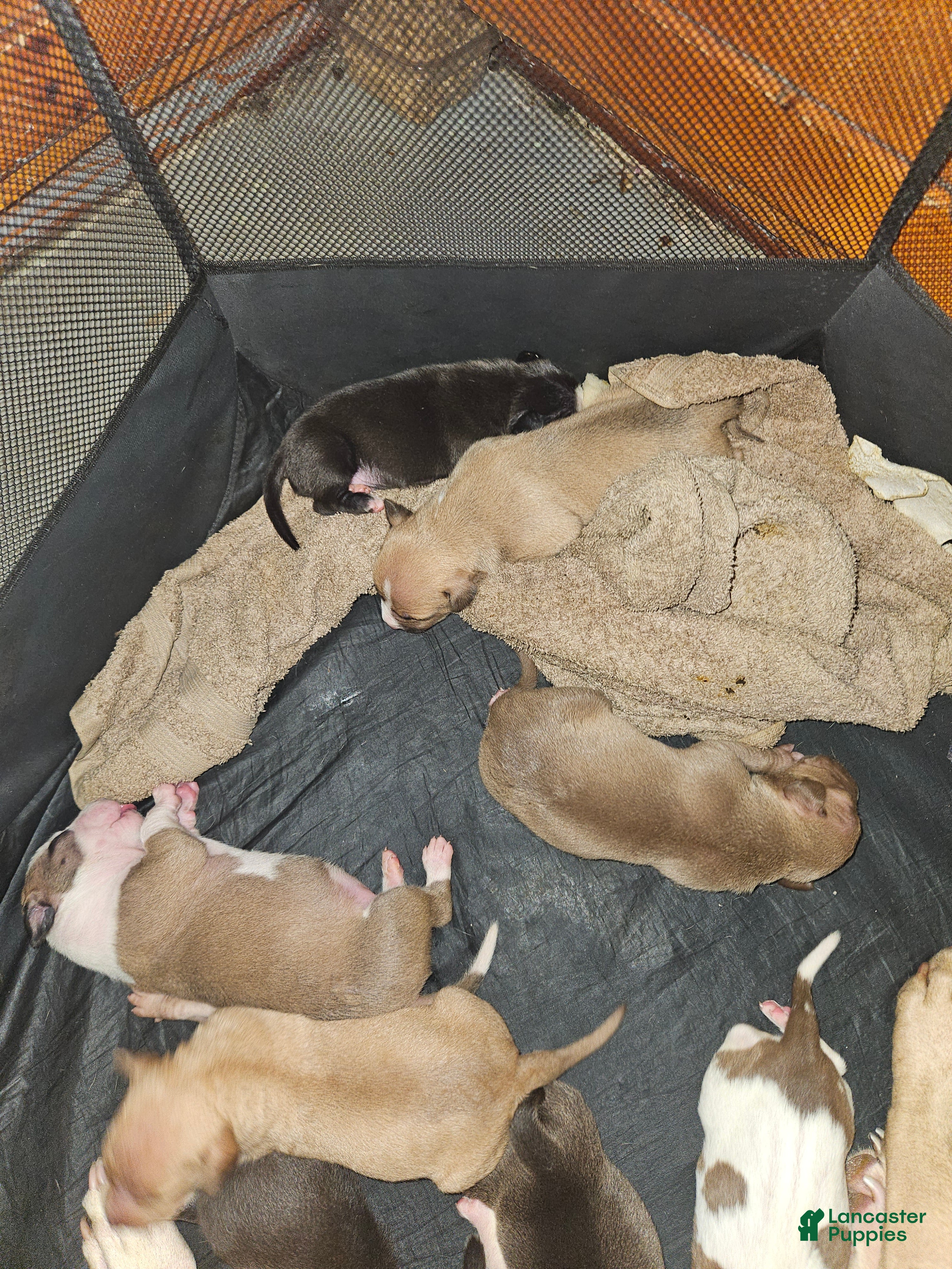 American Pit Bull Terrier dogs American Pit Bull Terrier 2 - Ad 33