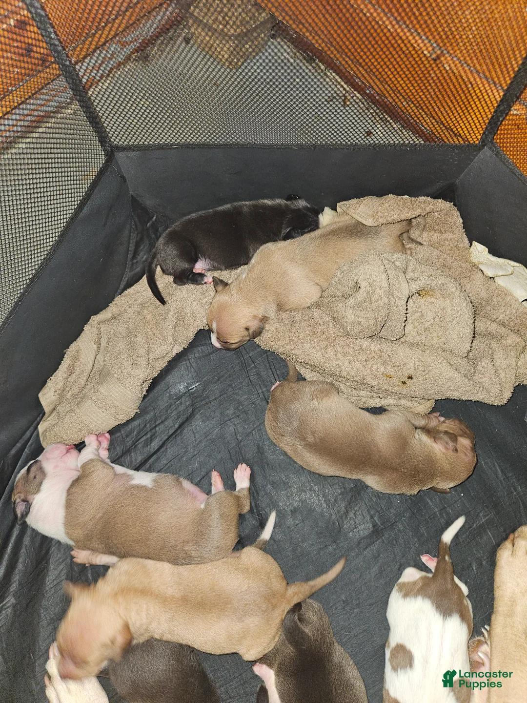 American Pit Bull Terrier dogs for sale: American Pit Bull Terrier 2 - Ad 1