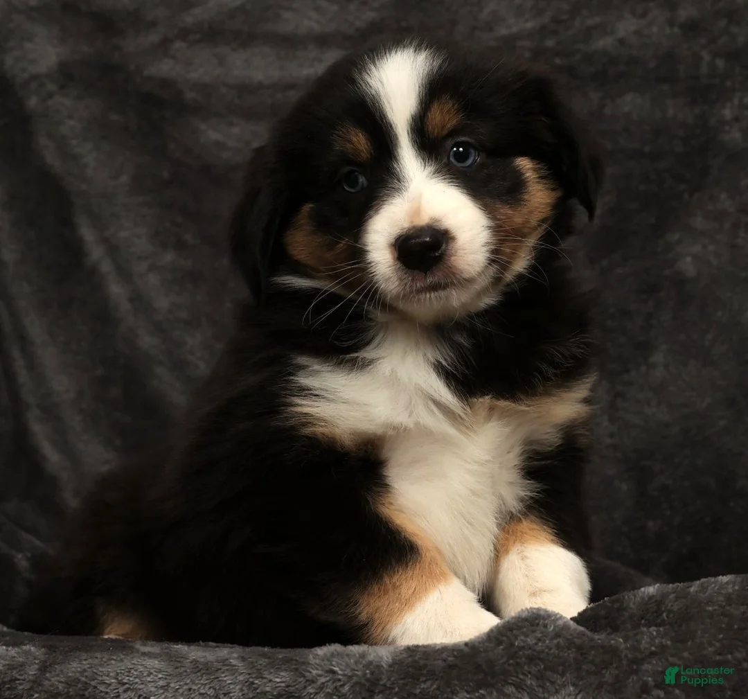 Miniature Australian Shepherd dogs for sale: Sage - Ad 4