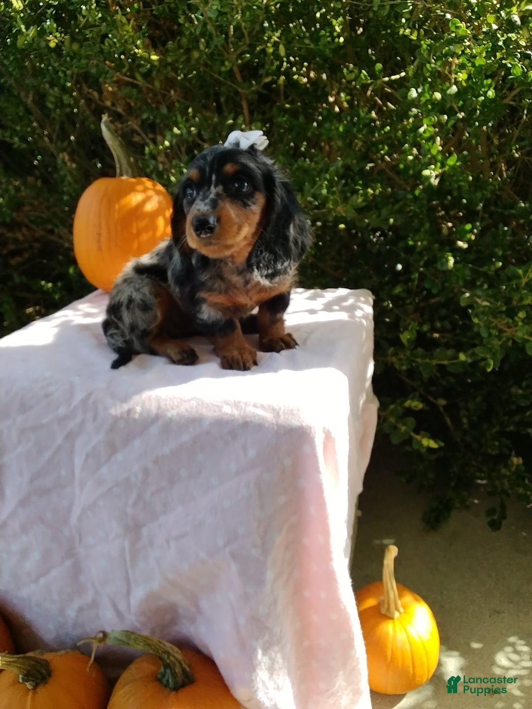 Miniature Dachshund dogs Libby - Ad 2