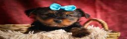 Yorkshire Terrier dogs for sale: DEXTER - Ad 13