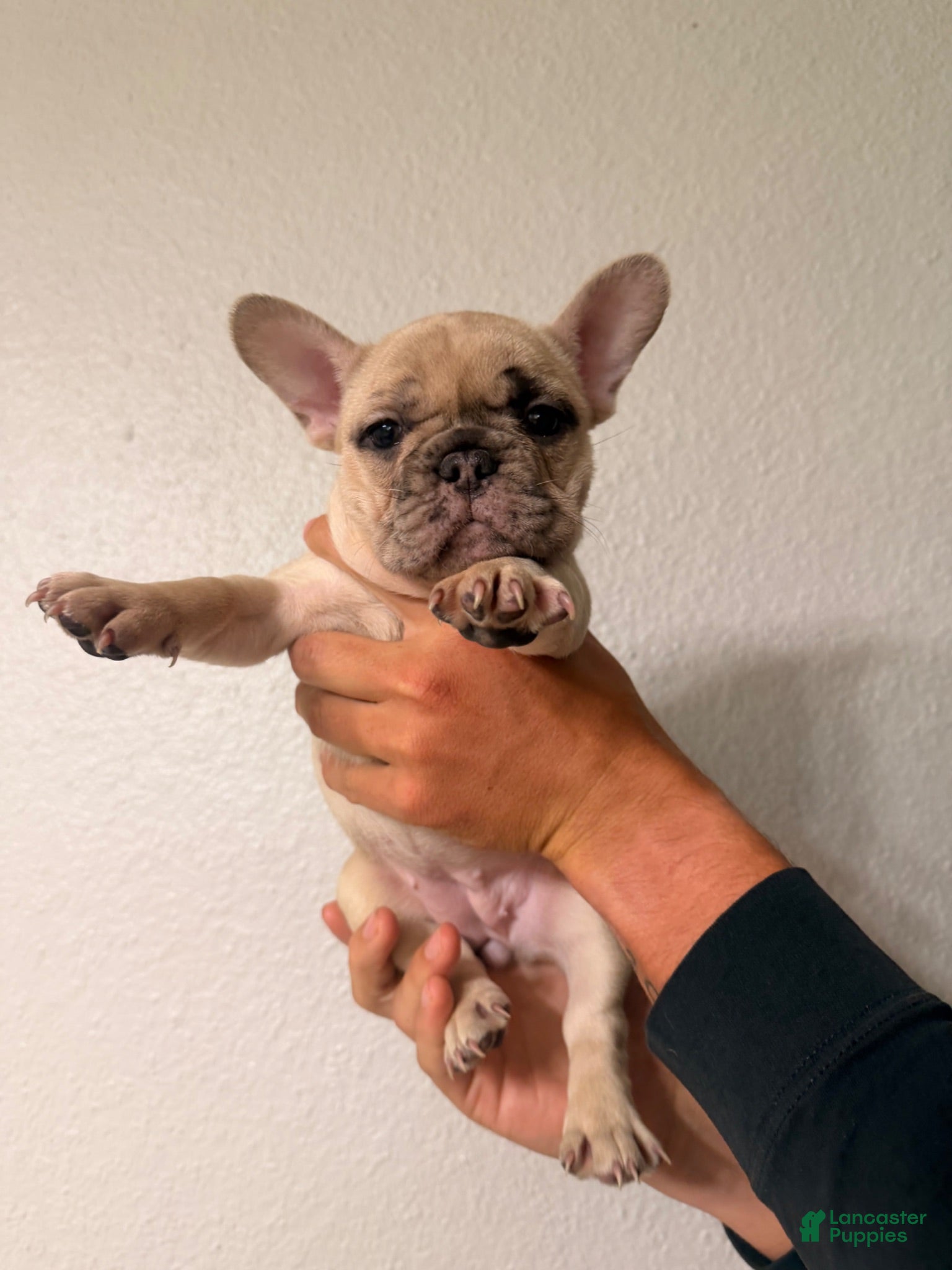 French Bulldog dogs for sale: French Bulldog 3 - Ad 3