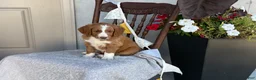 Goldendoodle dogs for sale: Corrie - Ad 15
