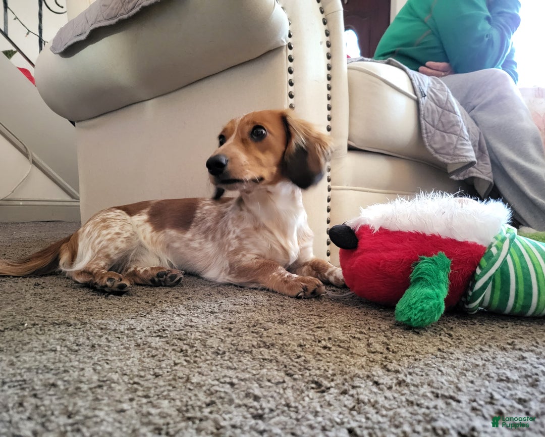 Miniature Dachshund dogs for sale: Oreo - Ad 5