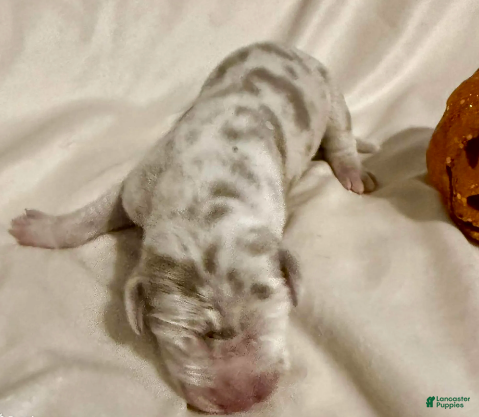 Great Dane dogs Simba - Ad 23