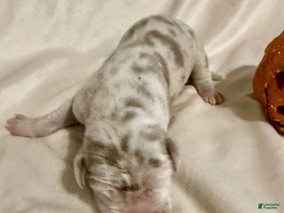 Great Dane dogs Simba - Ad 5