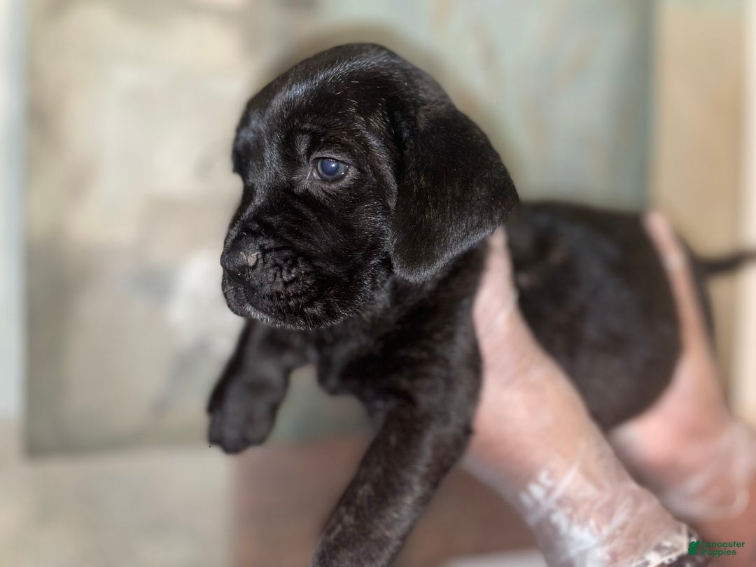 Gallery Image {{count}}