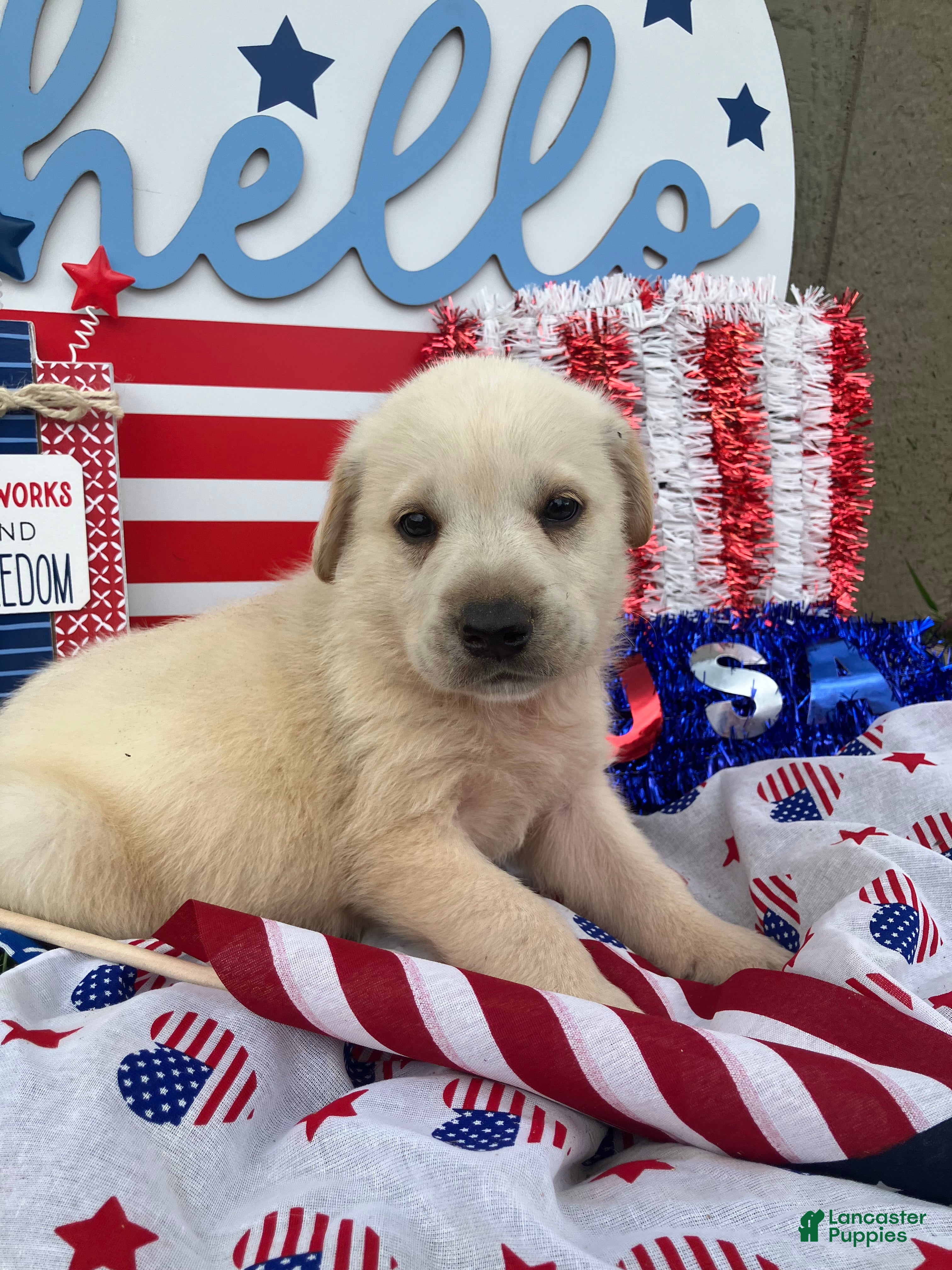 Mixed Breed dogs Sam - Ad 15