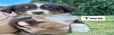 Australian Shepherd 2