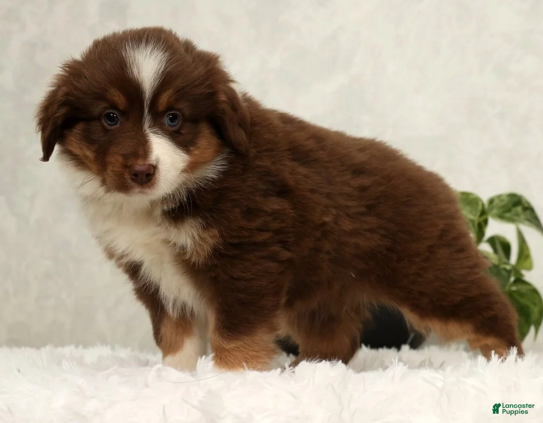Miniature Australian Shepherd dogs for sale: Sandy - Ad 8