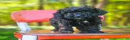 Mini Bernedoodle dogs for sale: Midnight  - Ad 1