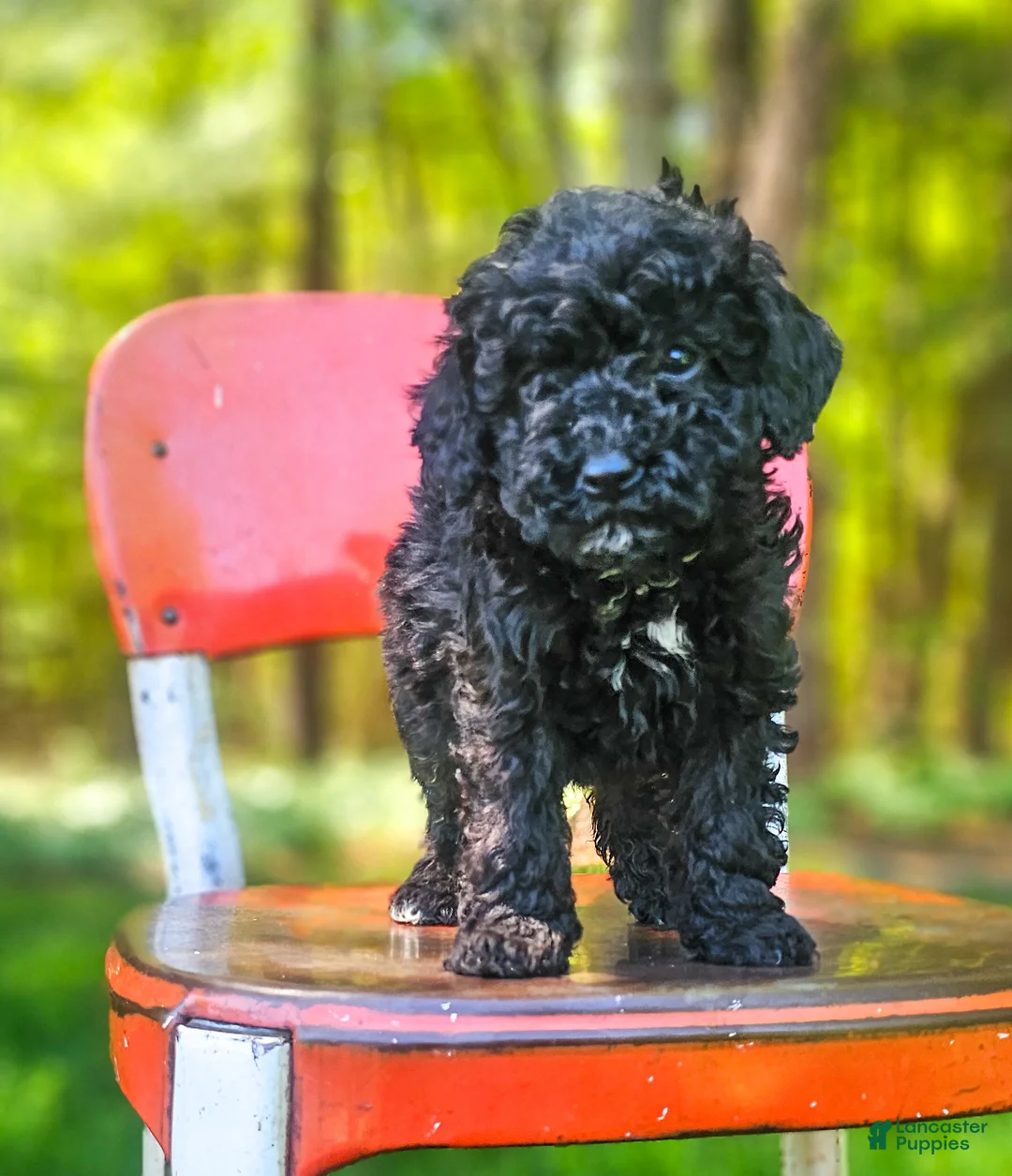 Mini Bernedoodle dogs for sale: Midnight  - Ad 1