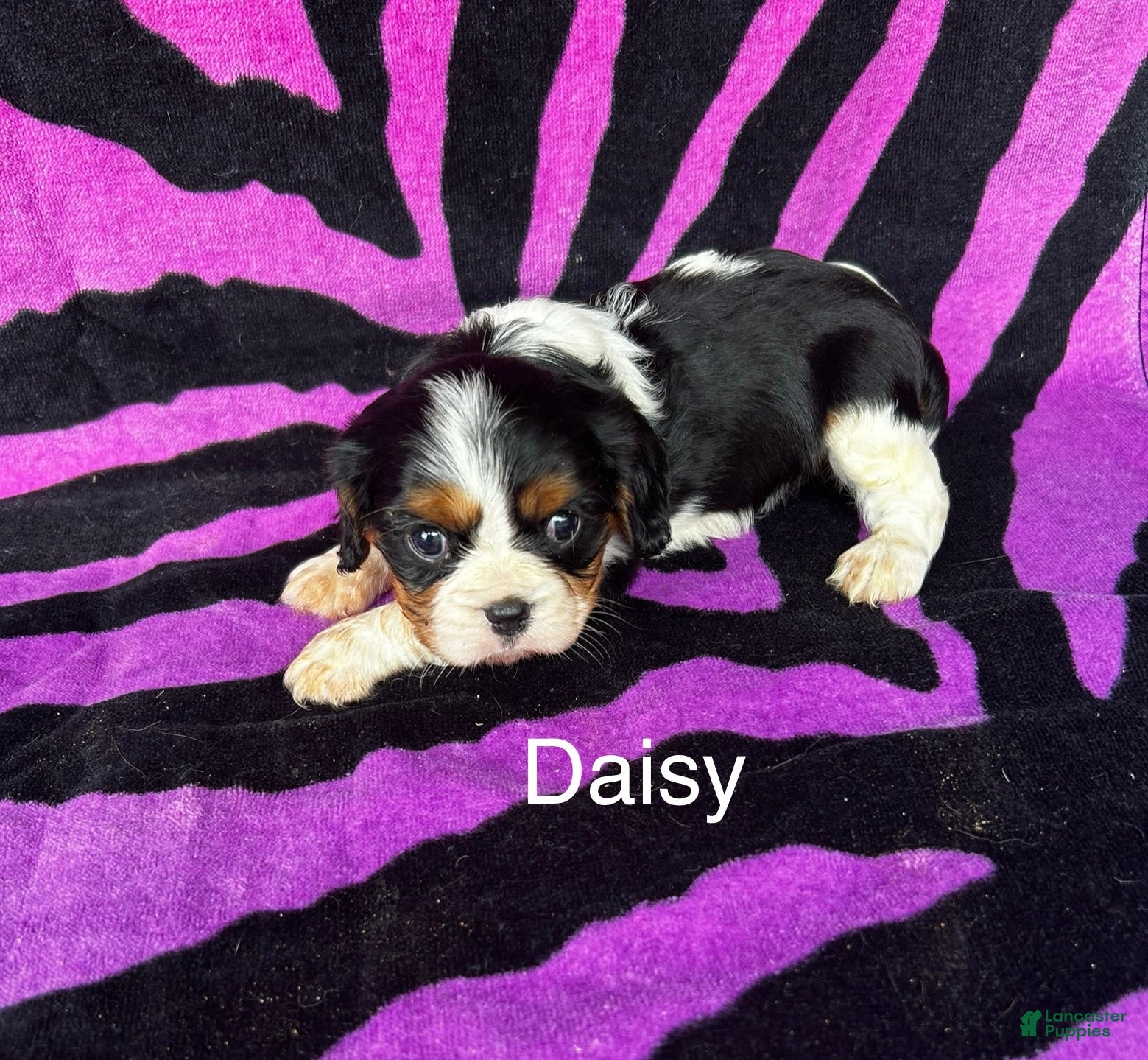 Cavalier King Charles Spaniel dogs Cavalier King Charles Spaniel Puppy 3 - Ad 4