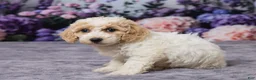 Bichpoo dogs for sale: Daisy - Ad 2