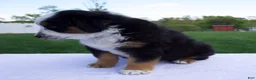 Australian Shepherd dogs for sale: Patrick - Ad 6