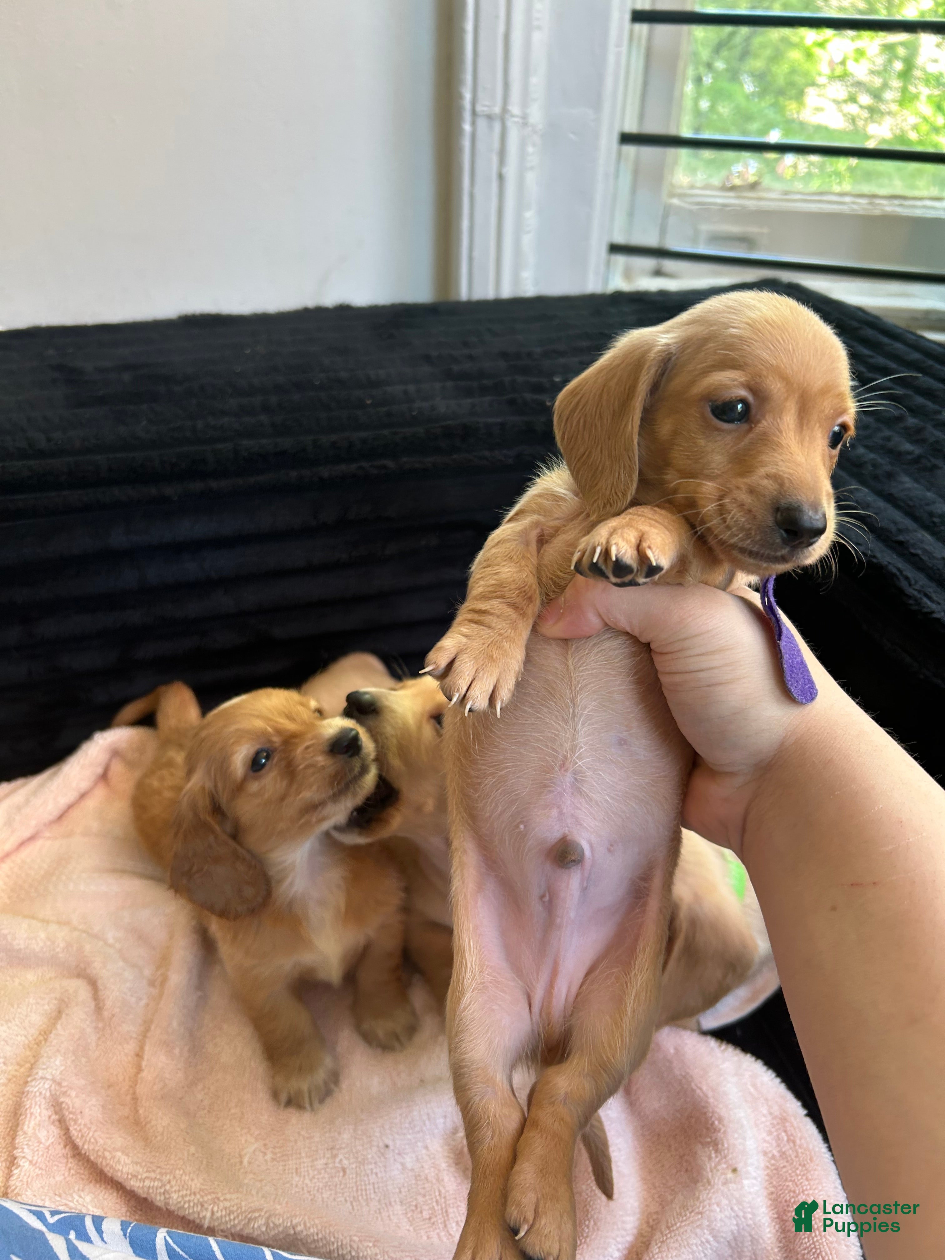 Miniature Dachshund dogs Cream Miniature Dachshund Puppy  - Ad 11