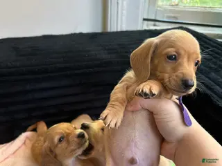 Miniature Dachshund dogs Cream Miniature Dachshund Puppy - Ad 11