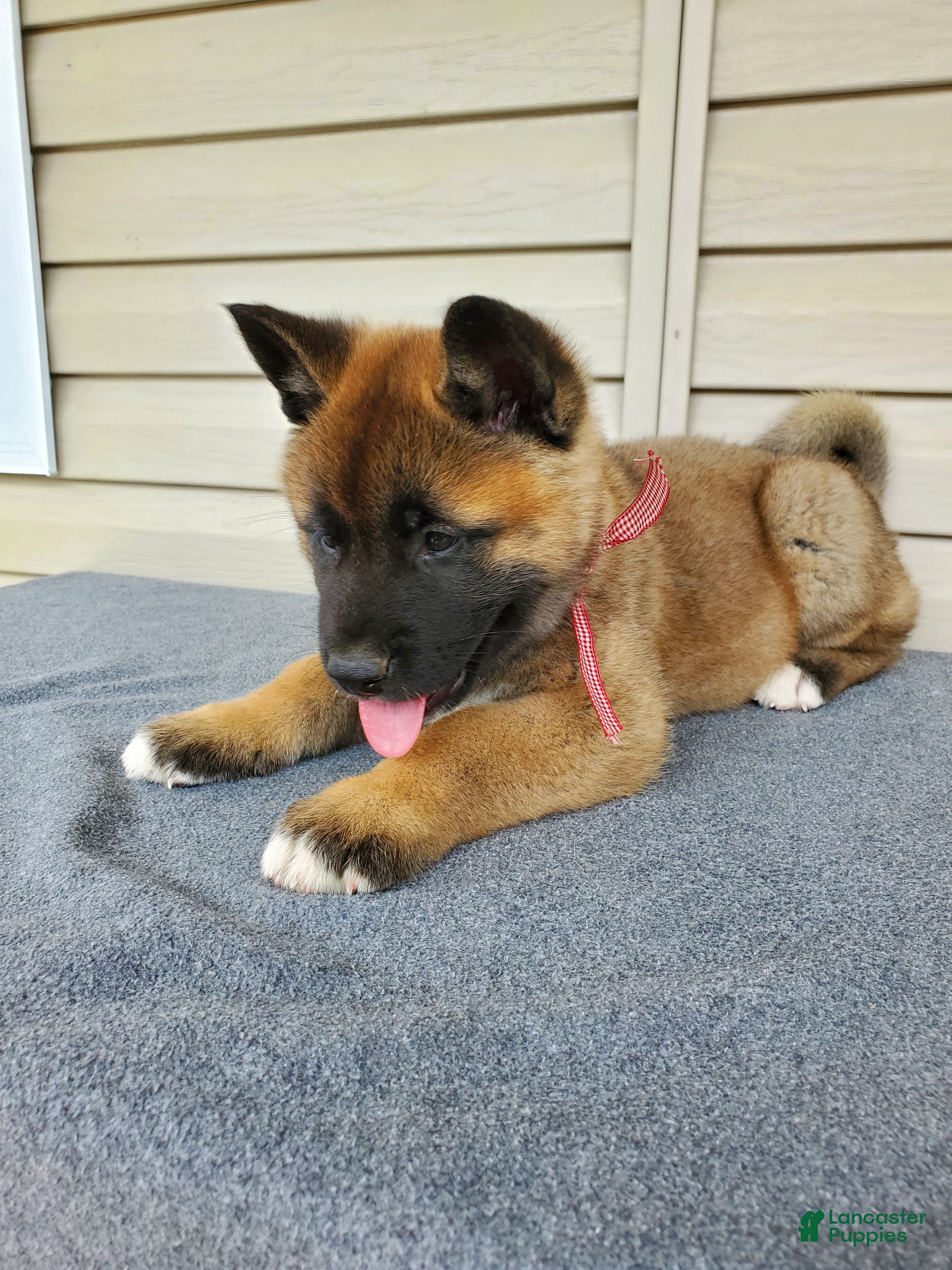 Dog Price Golden Akita Puppies For Sale Healthy Akita Puppies At