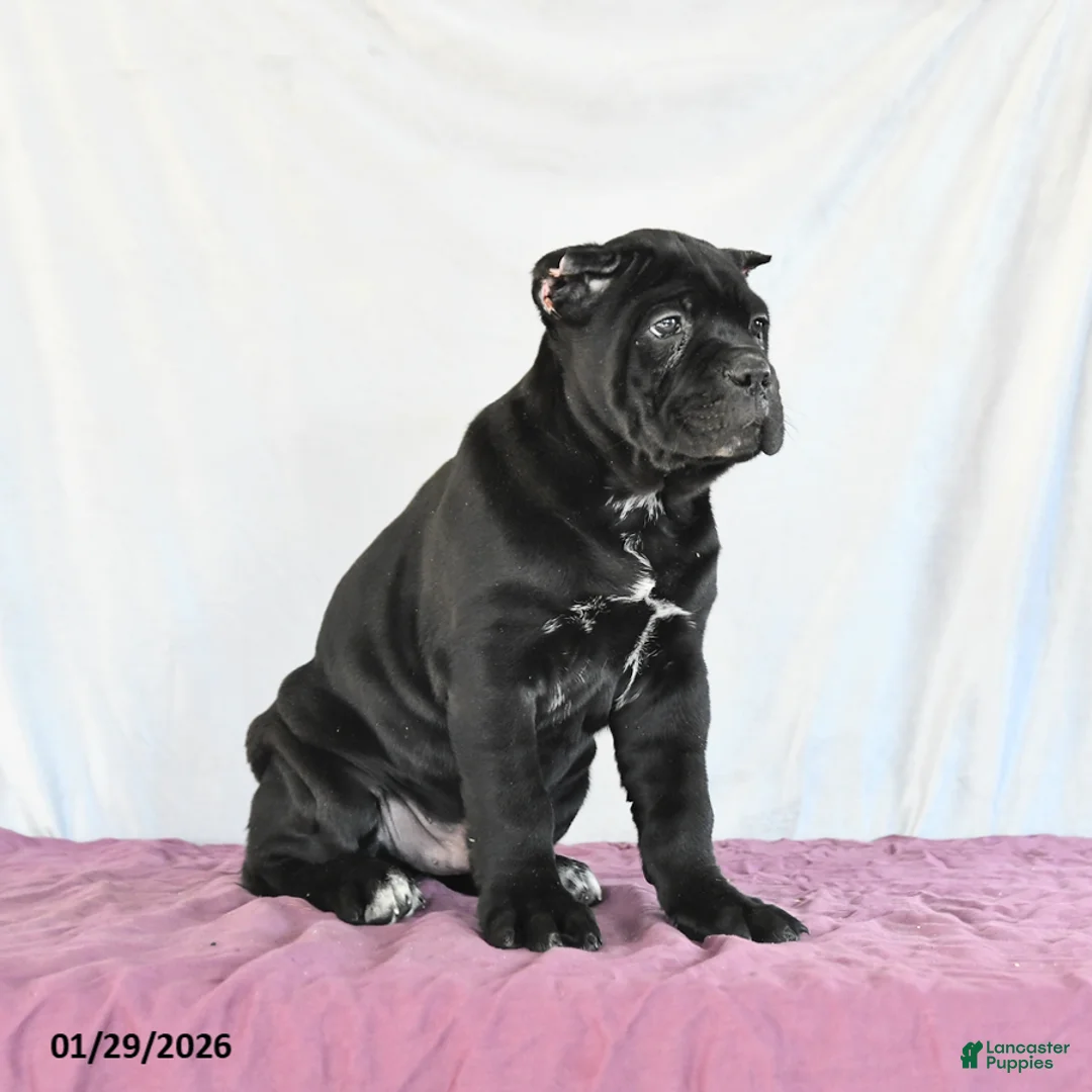 Cane Corso dogs for sale: Monty - Ad 4