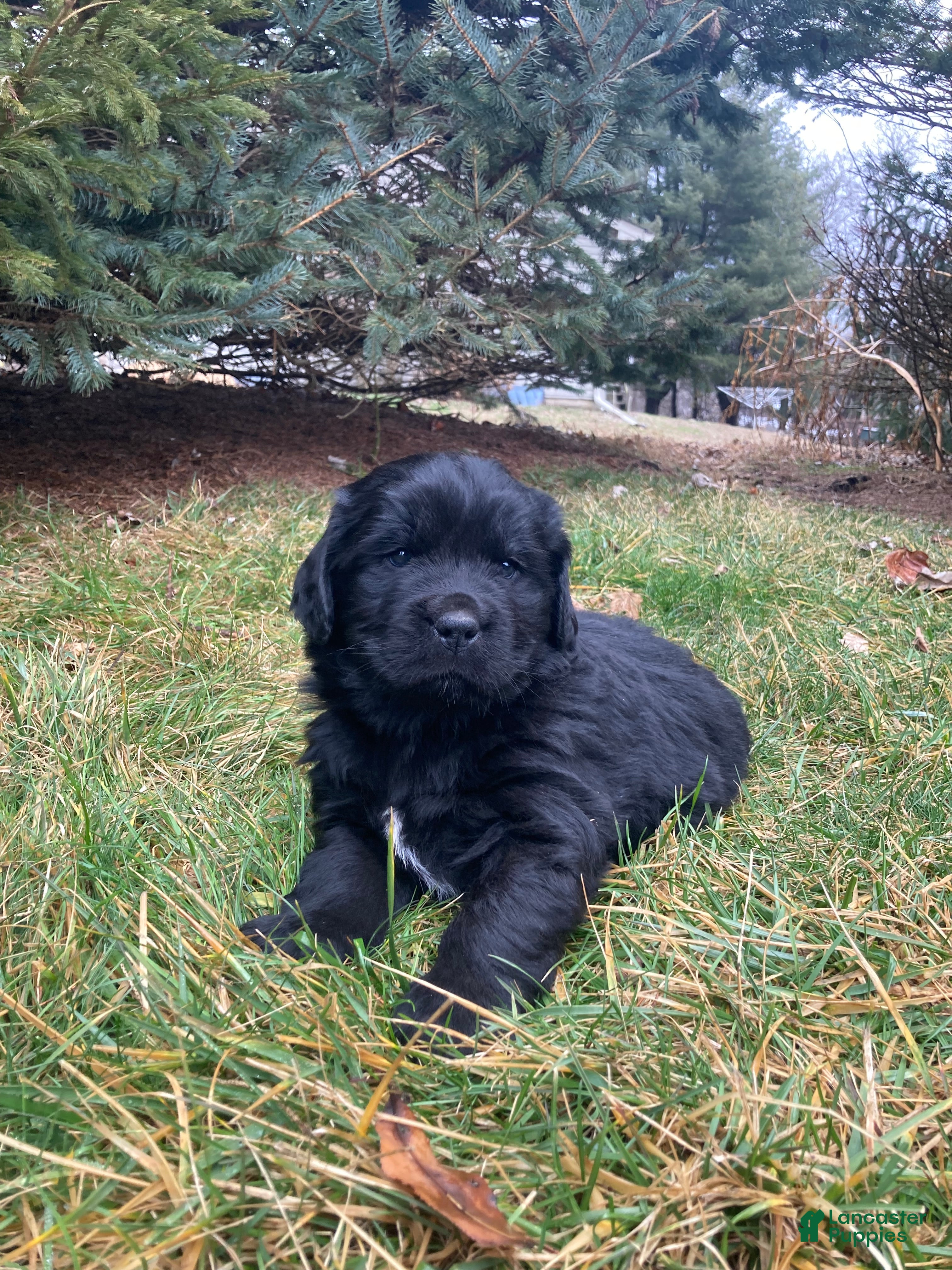 Newfoundland dogs Victor - Ad 2