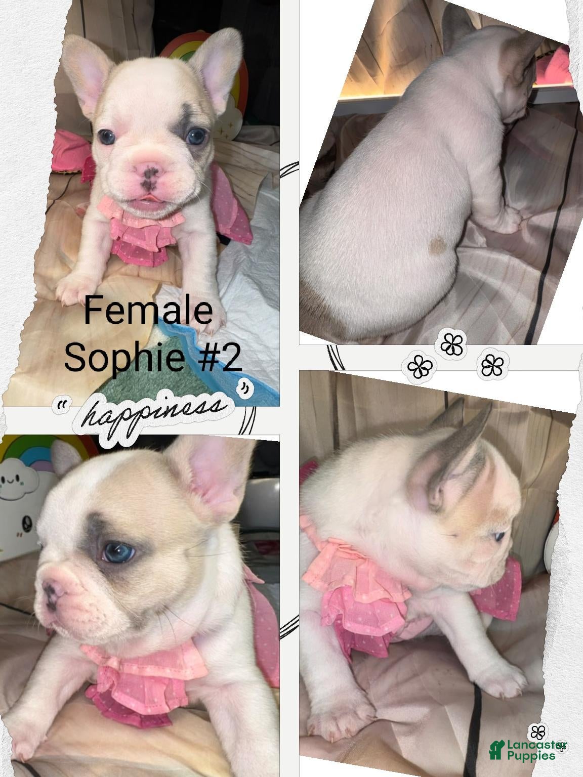 French Bulldog dogs for sale: French Bulldog 2 sophie - Ad 2