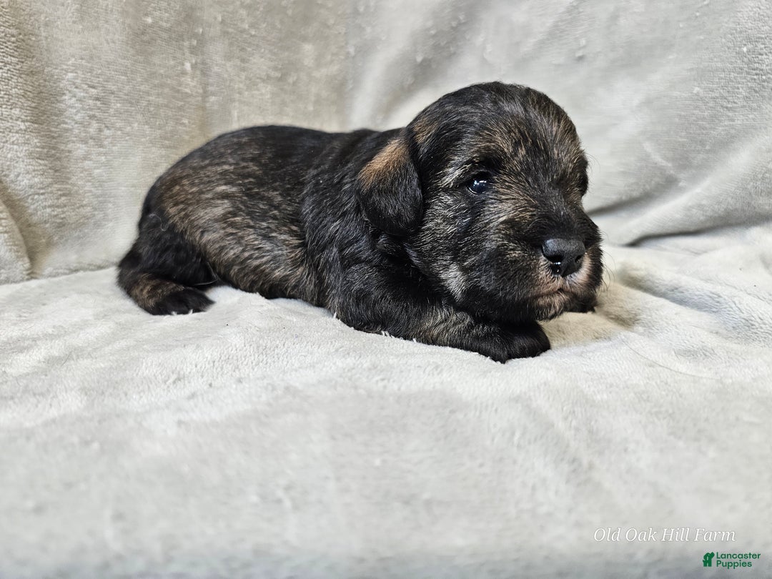 Mixed Breed dogs for sale: Kenny - Ad 10