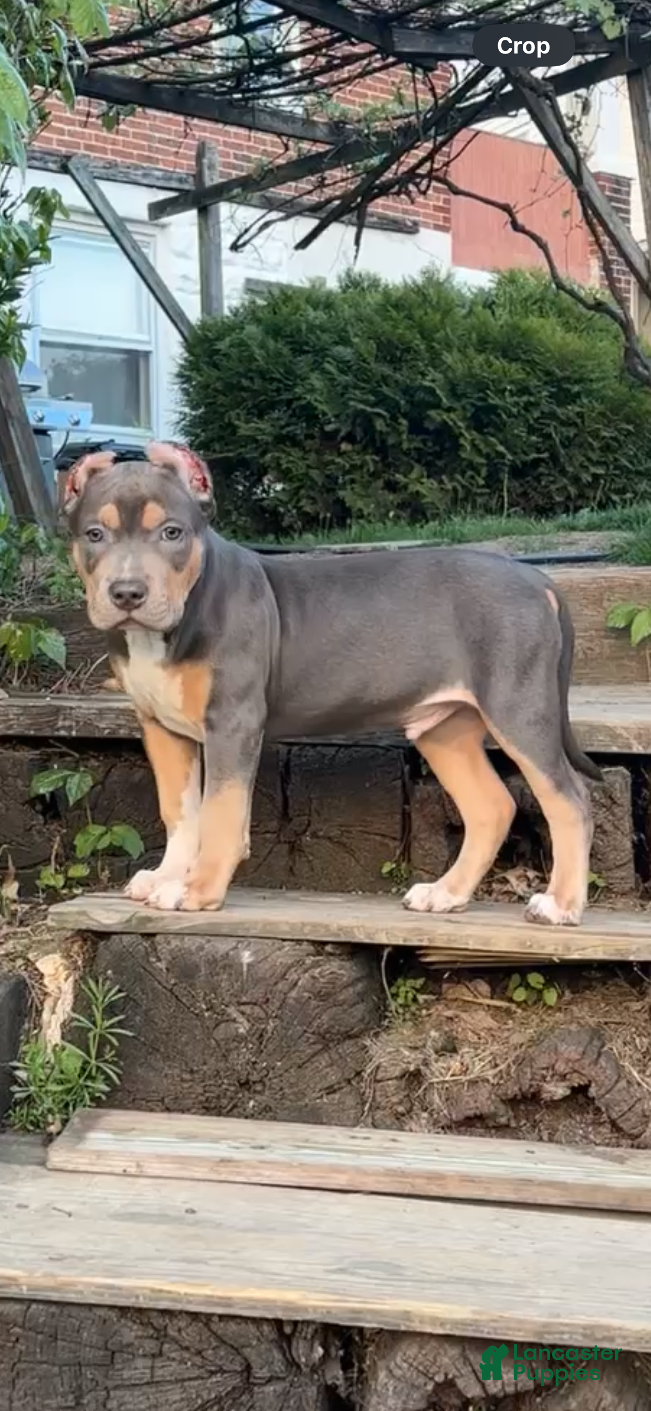 American Bully dogs for sale: American Bully Puppy 2 - Ad 3
