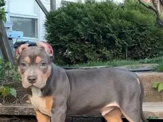 American Bully dogs for sale: American Bully Puppy 2 - Ad 3