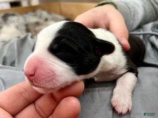 Welsh Corgi Cardigan dogs Welsh Corgi Cardigan Puppy 6: Doc Brown - Ad 4