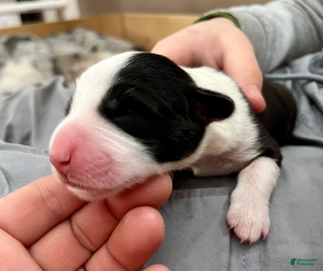 Welsh Corgi Cardigan dogs for sale: Welsh Corgi Cardigan Puppy 6: Doc Brown - Ad 2