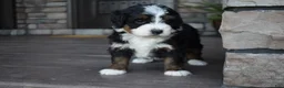 Mini Bernedoodle dogs for sale: Jewel - Ad 14