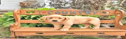 Golden Retriever dogs for sale: Diana - Ad 2
