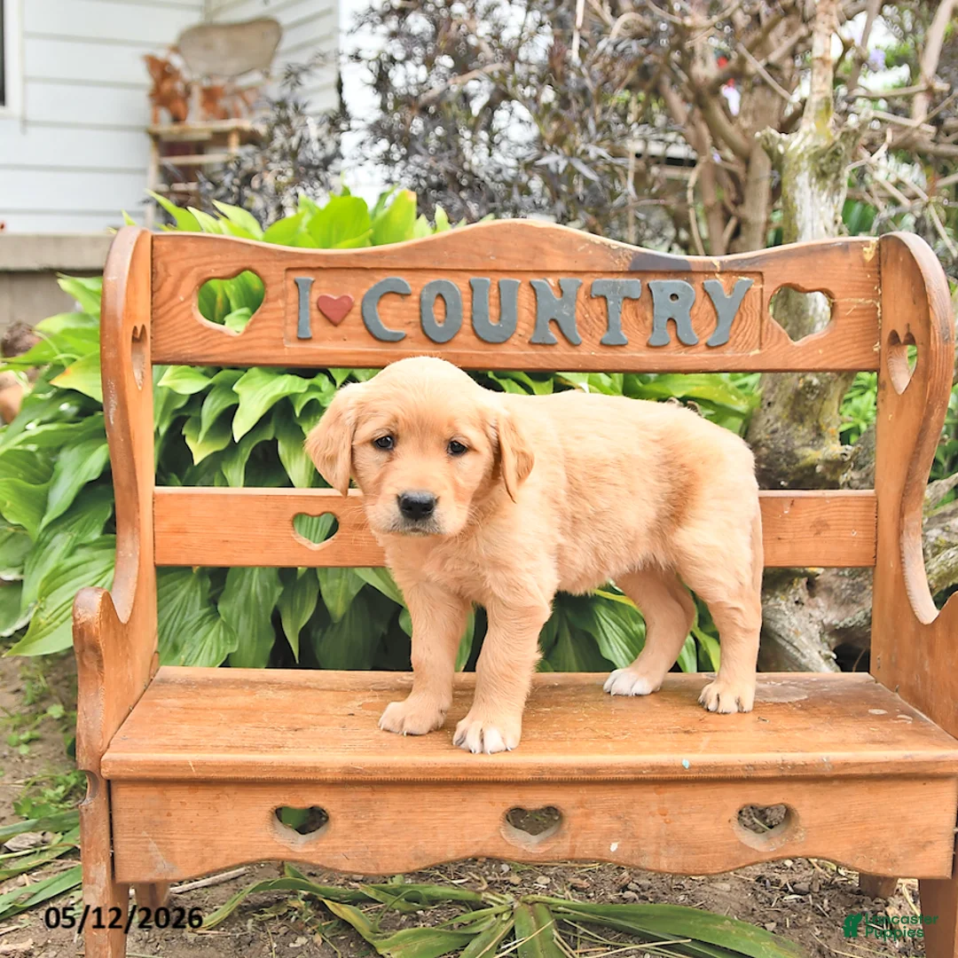 Golden Retriever dogs for sale: Diana - Ad 2