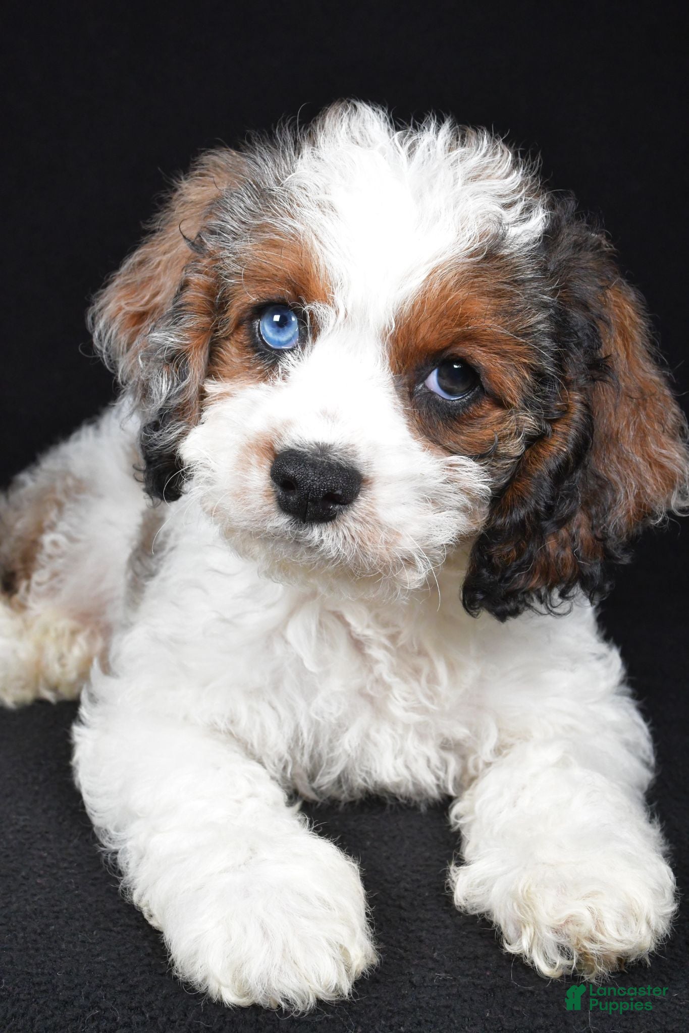 Cockapoo dogs Flint - Ad 2