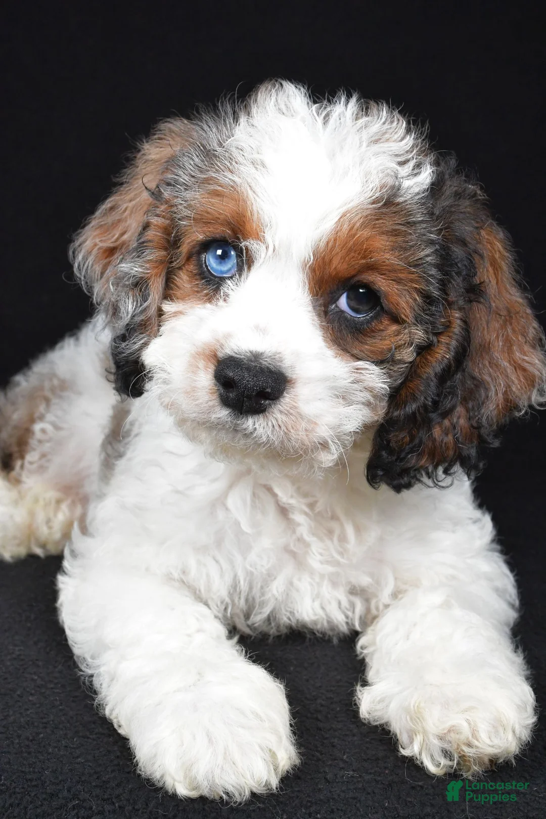 Cockapoo dogs for sale: Flint - Ad 2