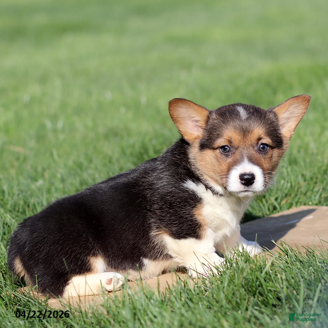 Welsh Corgi Pembroke dogs for sale: Misty - Ad 4