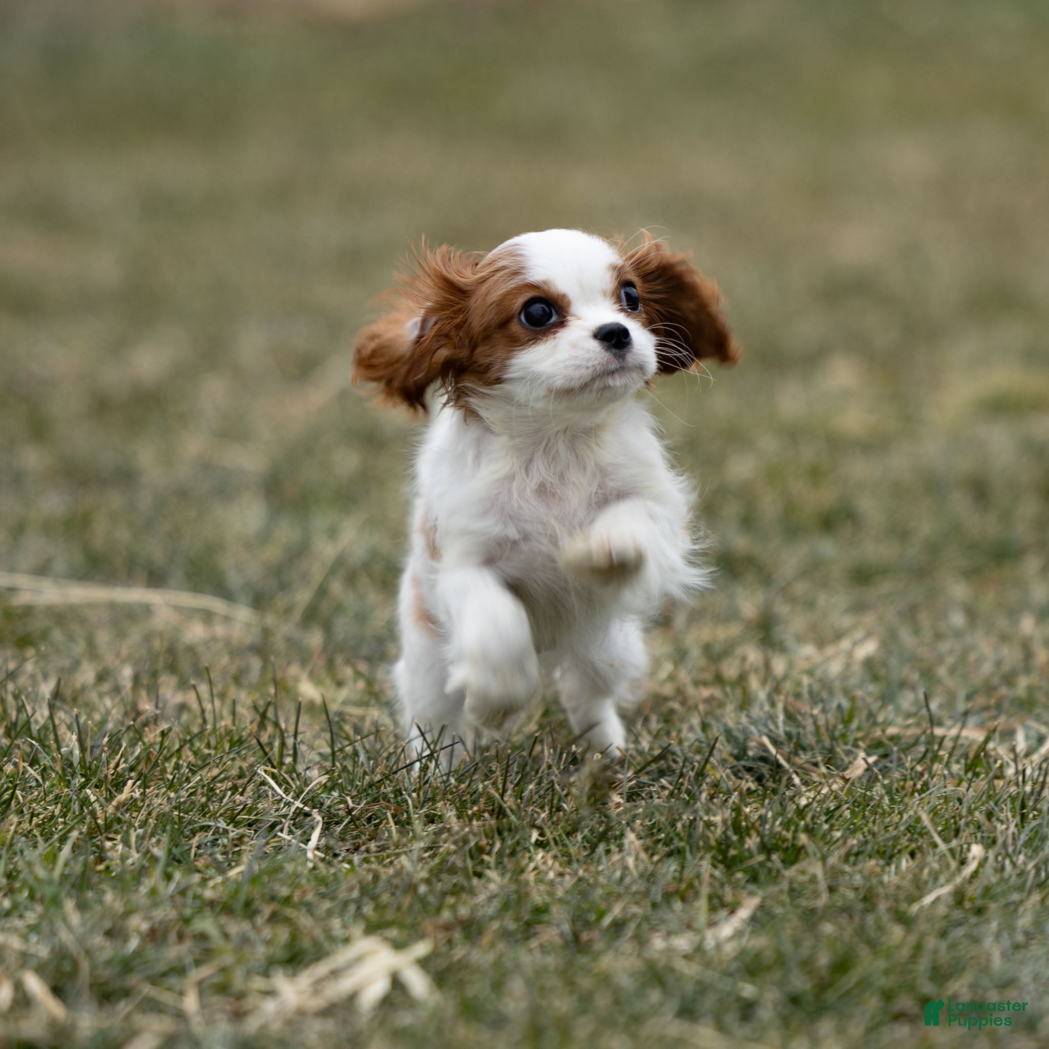 Cavalier King Charles Spaniel dogs Zizi - Ad 12