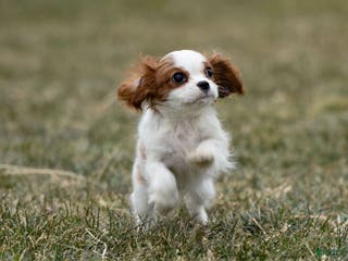 Cavalier King Charles Spaniel dogs Zizi - Ad 12
