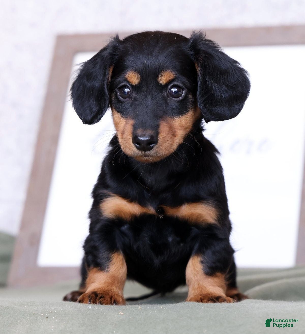 Miniature Dachshund dogs Willow - Ad 1