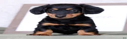 Miniature Dachshund dogs for sale: Willow - Ad 7