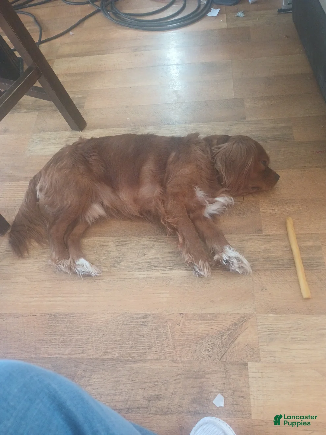 Cavalier King Charles Spaniel dogs for sale: Cavalier King Charles Spaniel Puppy 2 - Ad 2