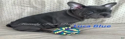 Frenchton dogs for sale: Luca blue   - Ad 5