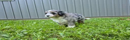 Bernedoodle dogs for sale: Max - Ad 3
