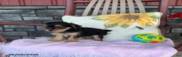 Yorkiepoo dogs for sale: Buttercup - Ad 11